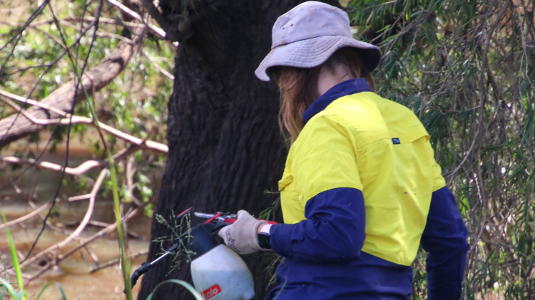 Gympie Landcare weed worker