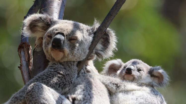 Koalas