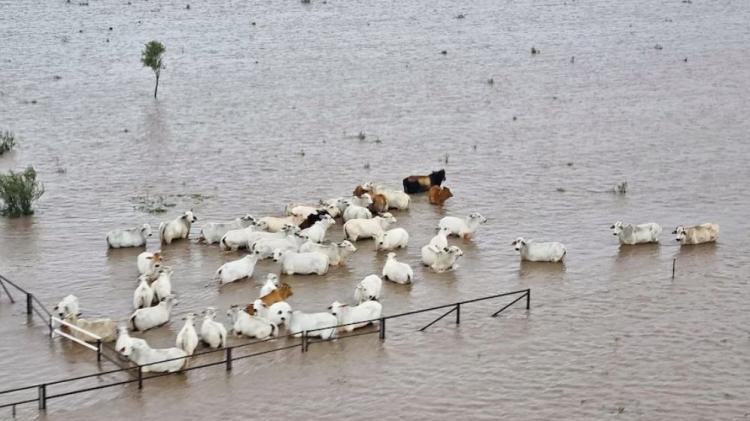 livestock and grazing recovery program - monsoon trough