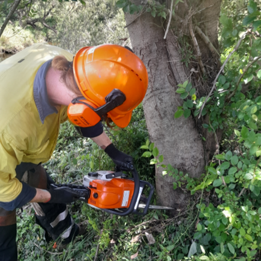 Chinese elm chainsaw massacre