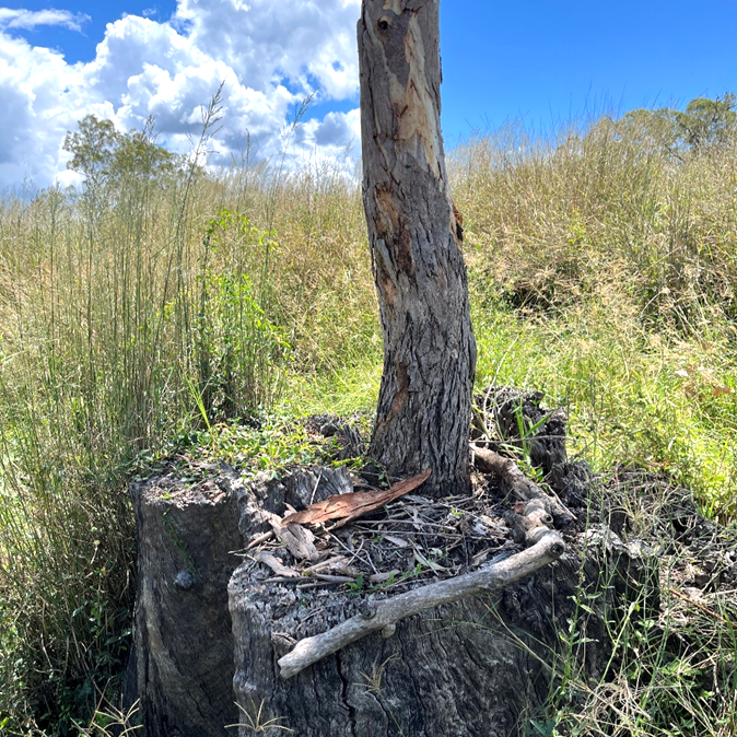 Tree cleared of cat's claw vines