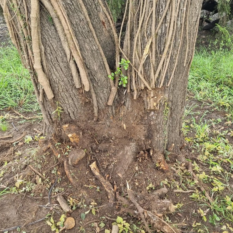 Treated cat's claw vine