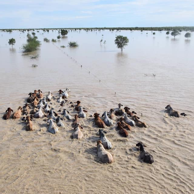 Flooded livestock